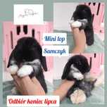 Królik króliczek mini lop hodowla zarejestrowana