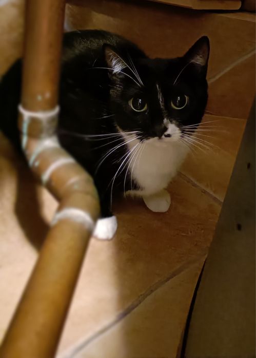 Lara - cudna koteczka szuka rodziny