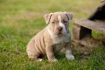 American Bully Pocked piesek ABKC
