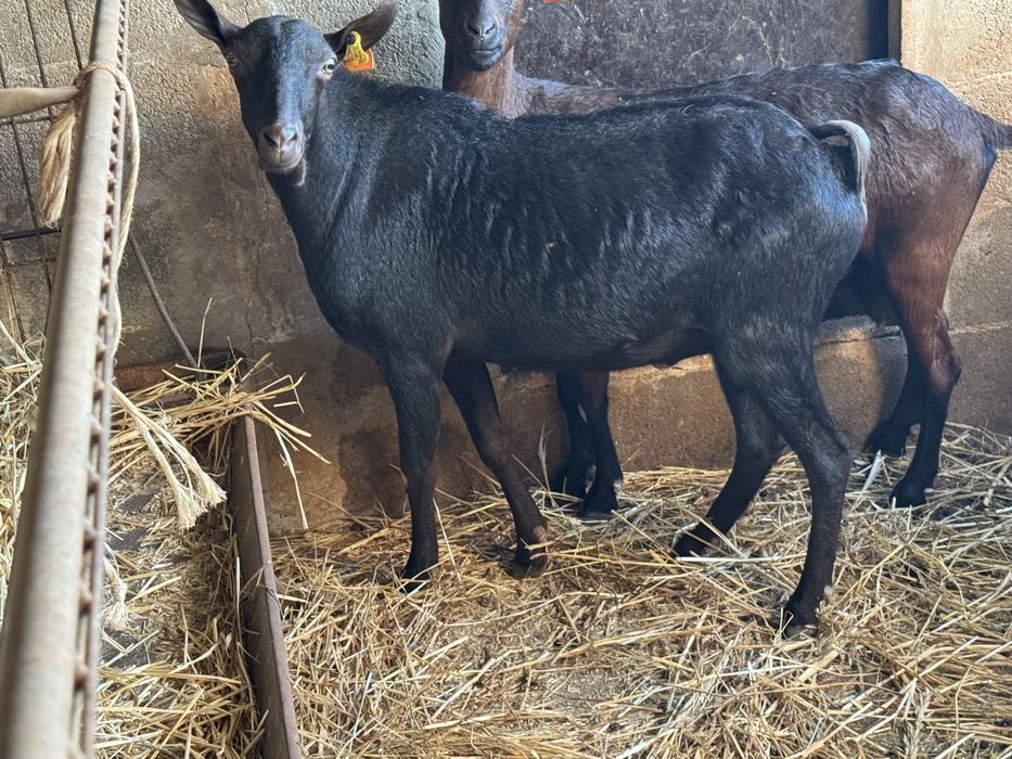 Chibo Murciano pronto a cobrir