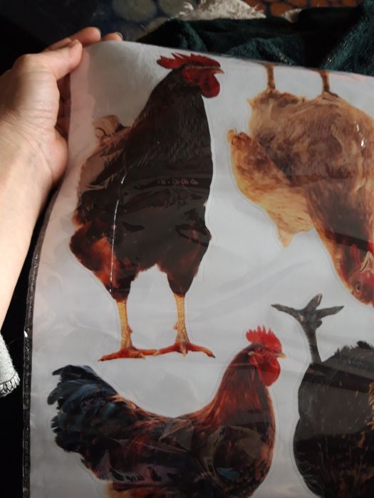 Kury Naklejki Nalepki