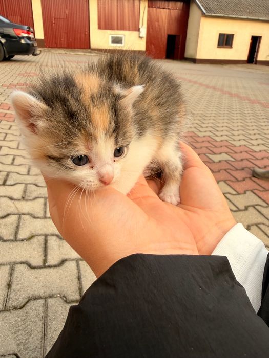 Oddam kotki w dobre ręce, za darmo