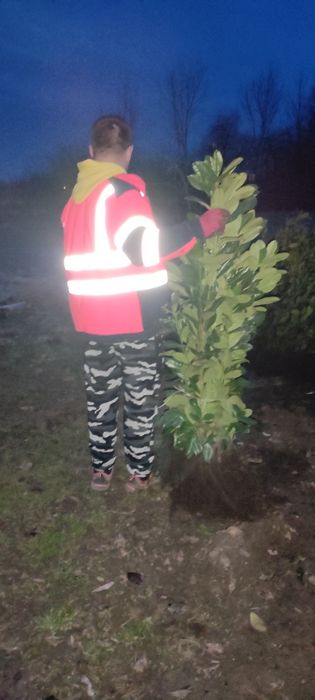 Laurowiśnia do 140cm. WYPRZEDAŻ!!!