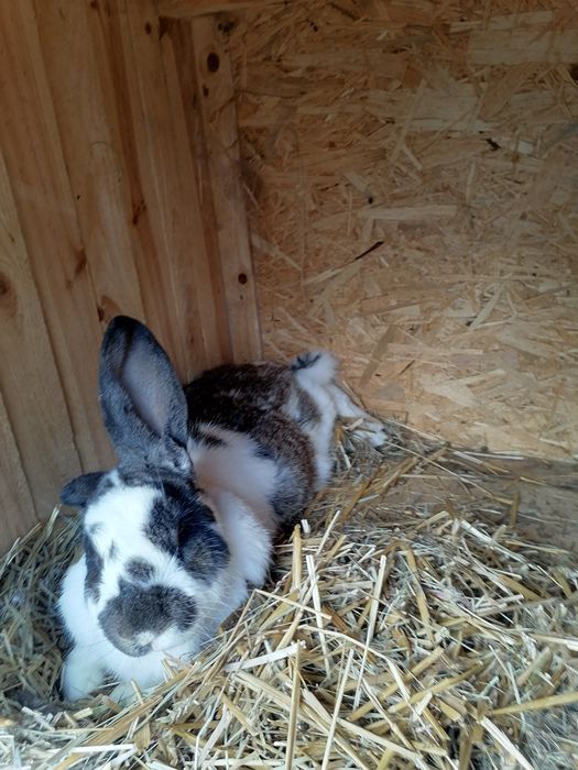 Króliki belgijskie 3samice 1 samiec i 3 mlode