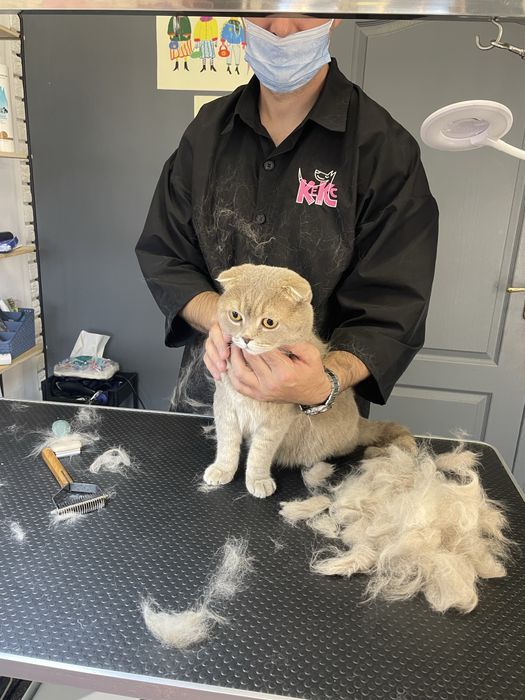 Експрес линька для котів | Грумінг Лівобережна