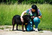 SABINA - śliczna sunia w typie labradora