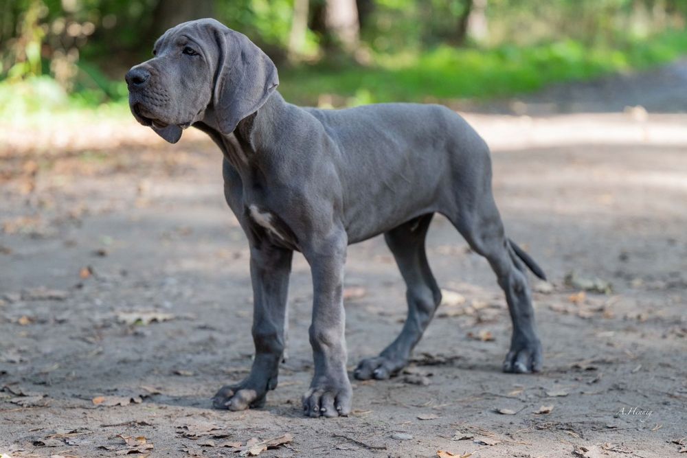 Dog niemiecki błękitny FCI