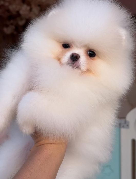 Szpic miniaturowy FCI Pomeranian zkwp