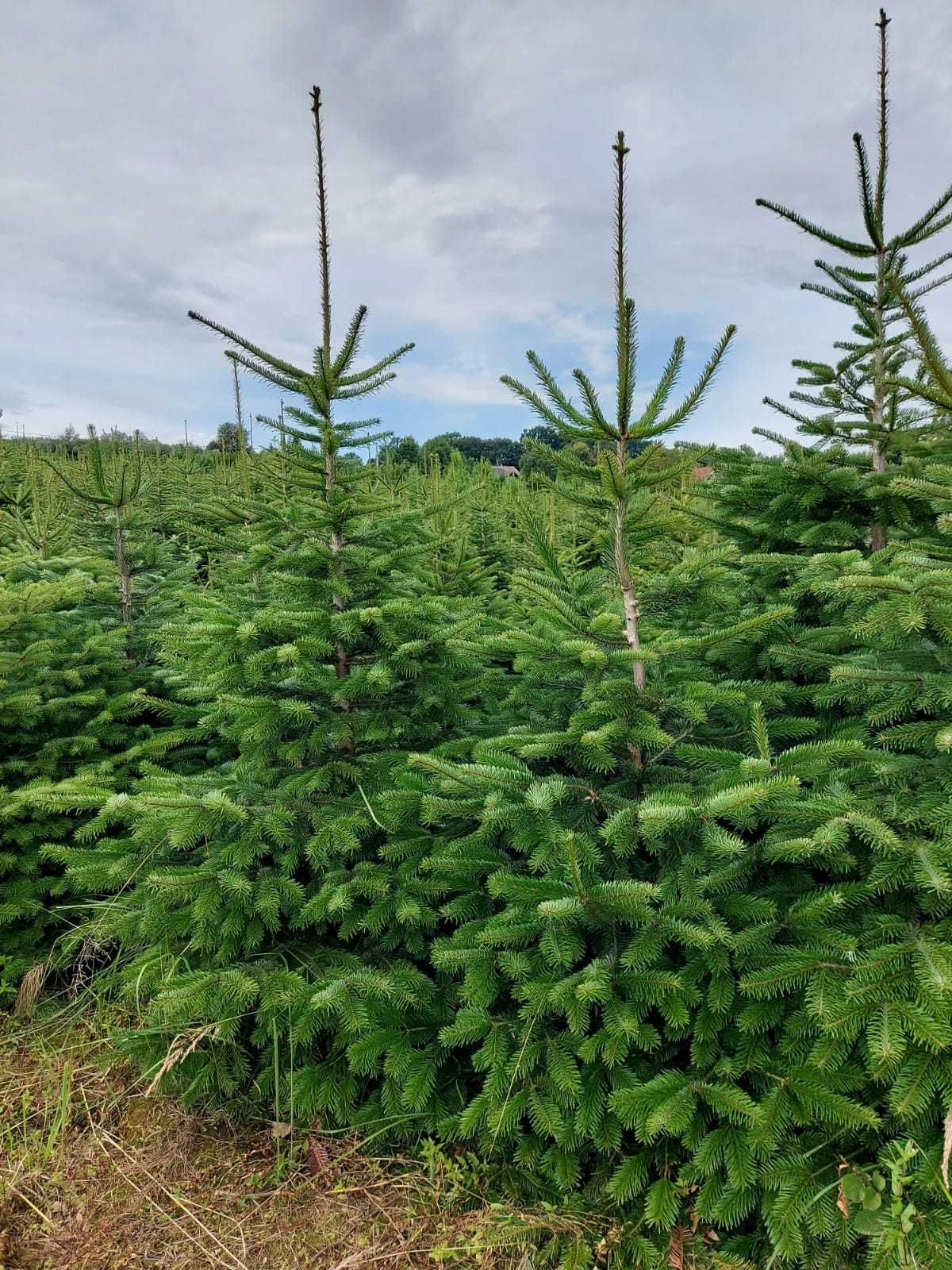 Jodła Kaukaska GruntDonica HurtDetal Producent 80-300cmDostawaCałyKraj