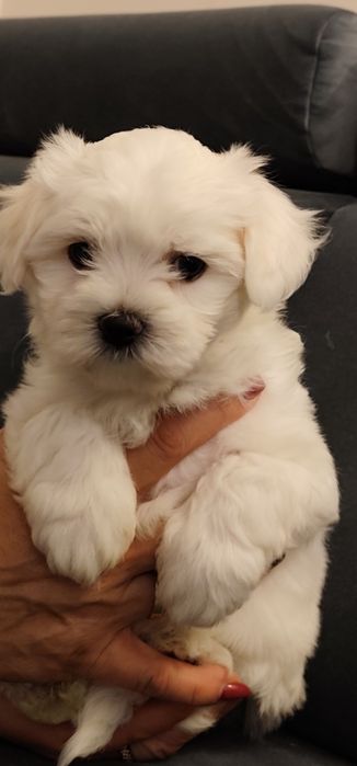 Śluczny Maltańczyk :)