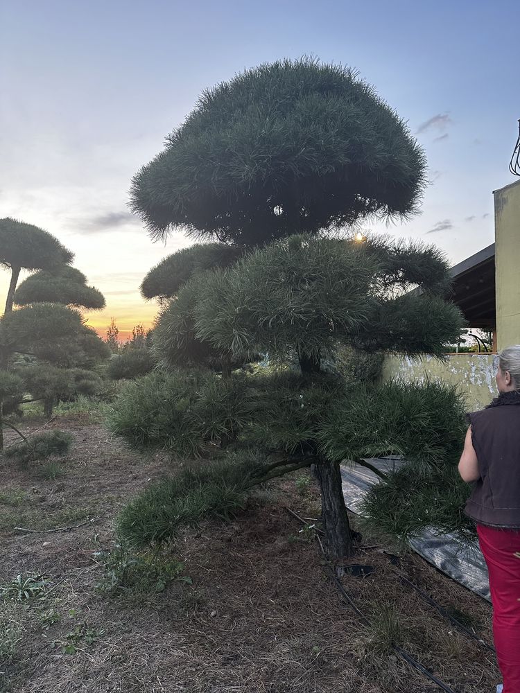 Bonsai-Niwaki formowane sosna cis jałowiec. Laurowiśnia jodła szmaragd