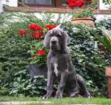 Dog Niemiecki blekitny pan FCI