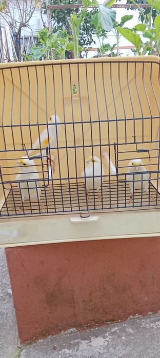 Canários machos e fêmeas 2025 várias raças