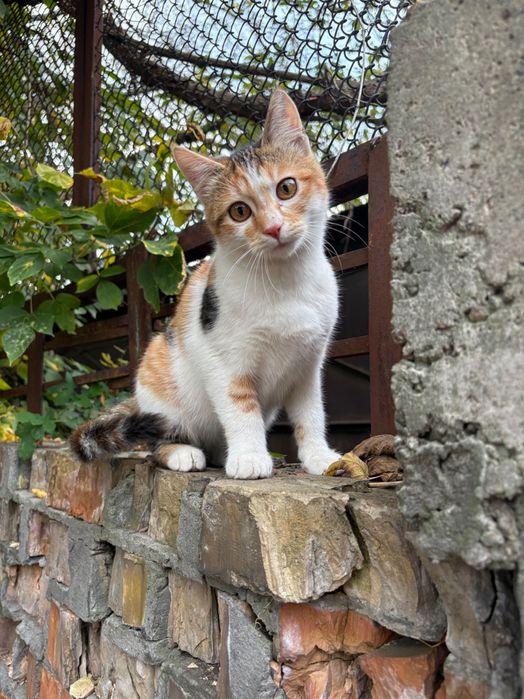 Кошеня трьохкольрове