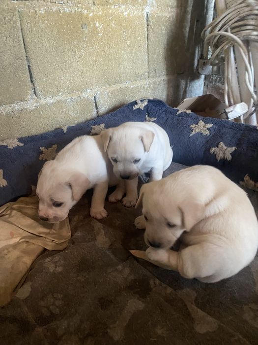 Cadelinhas para adoçao
