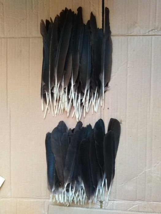 Перья вороны. Черные перья. Перо ворона