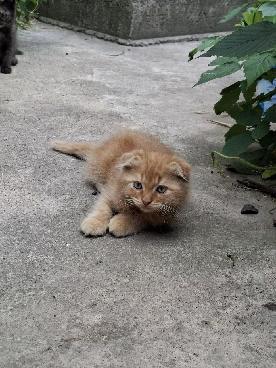 Котята ищут своих любящих  хозяев!