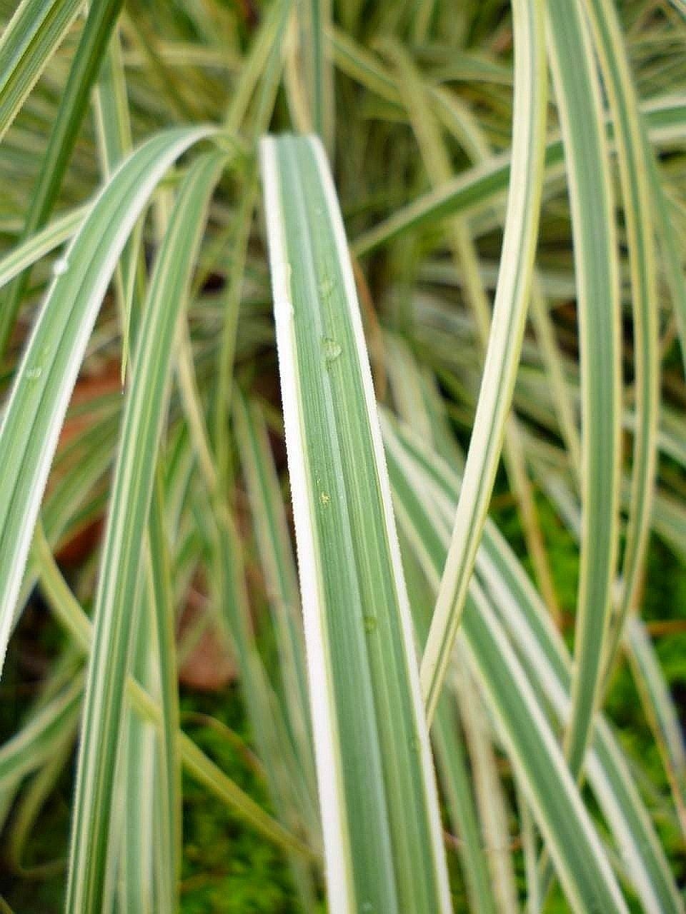 Trawa pampasowa biała Variegata