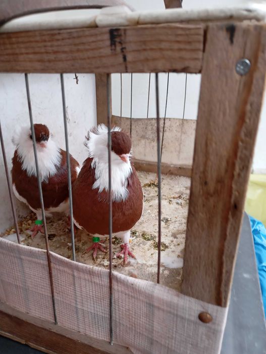 Gołębie ozdobne felki czerwone PARA