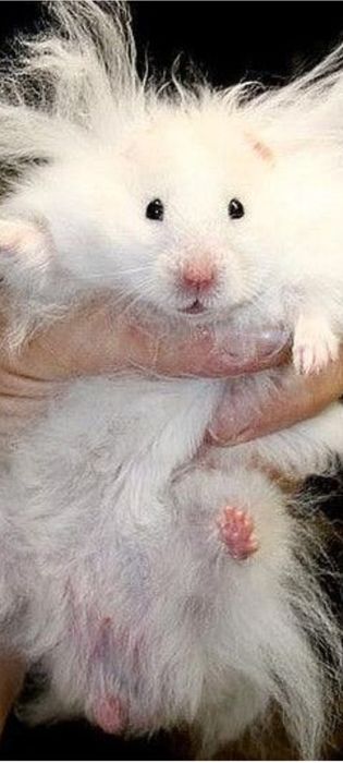 Chomik syryjski długowłosy białe śnieżynki i biszkoptowe
