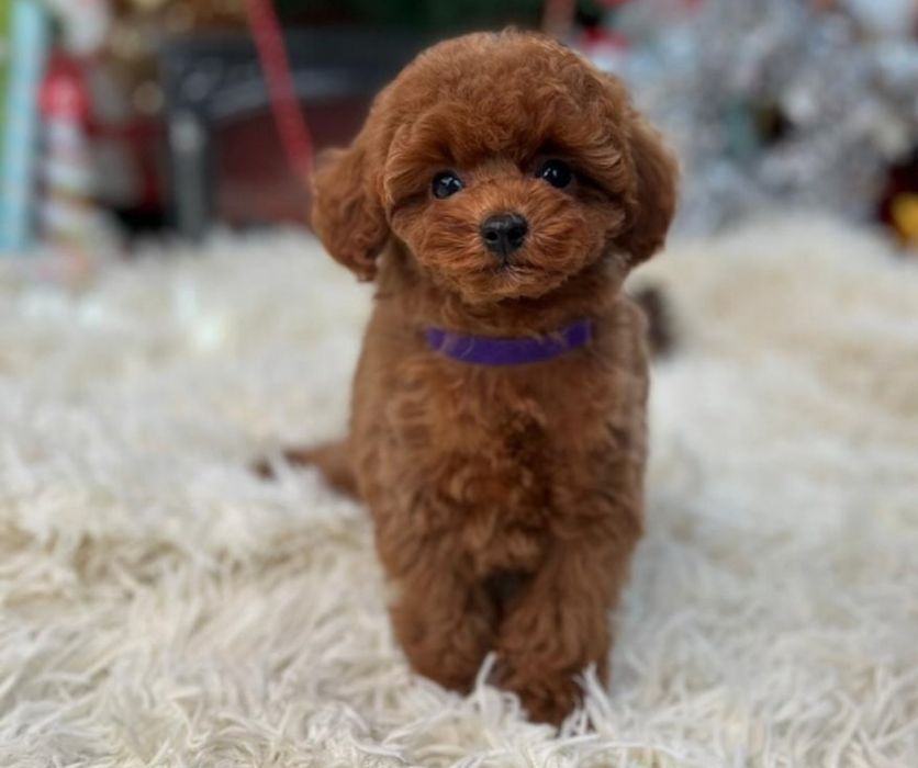 Красавчік той.    пуделЬ Ред браун