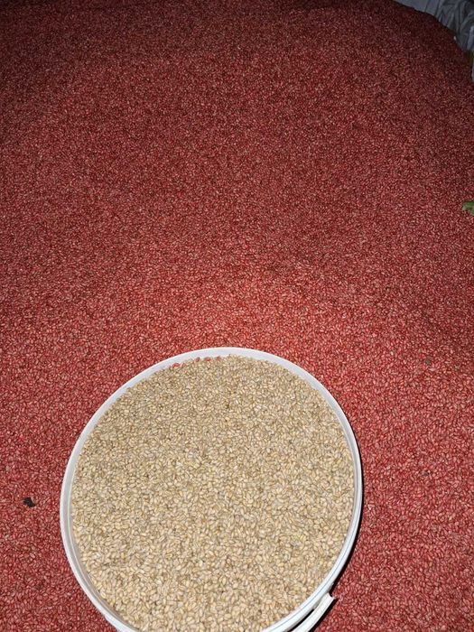 Pszenica ozima Apostel Impresja