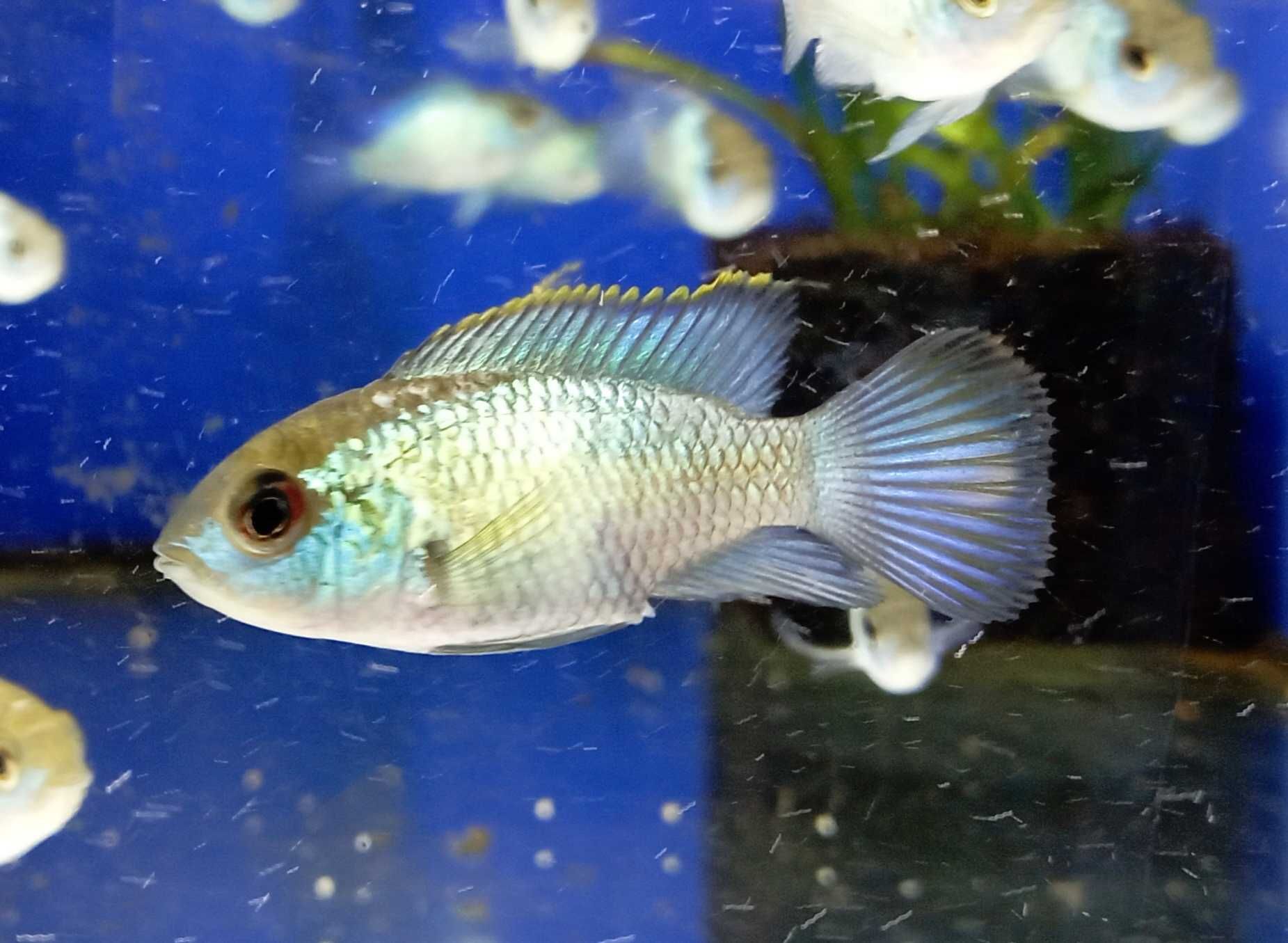 Akara electric blue 4-6cm