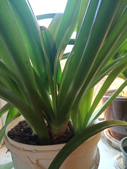 Гіменокаліс цибулини