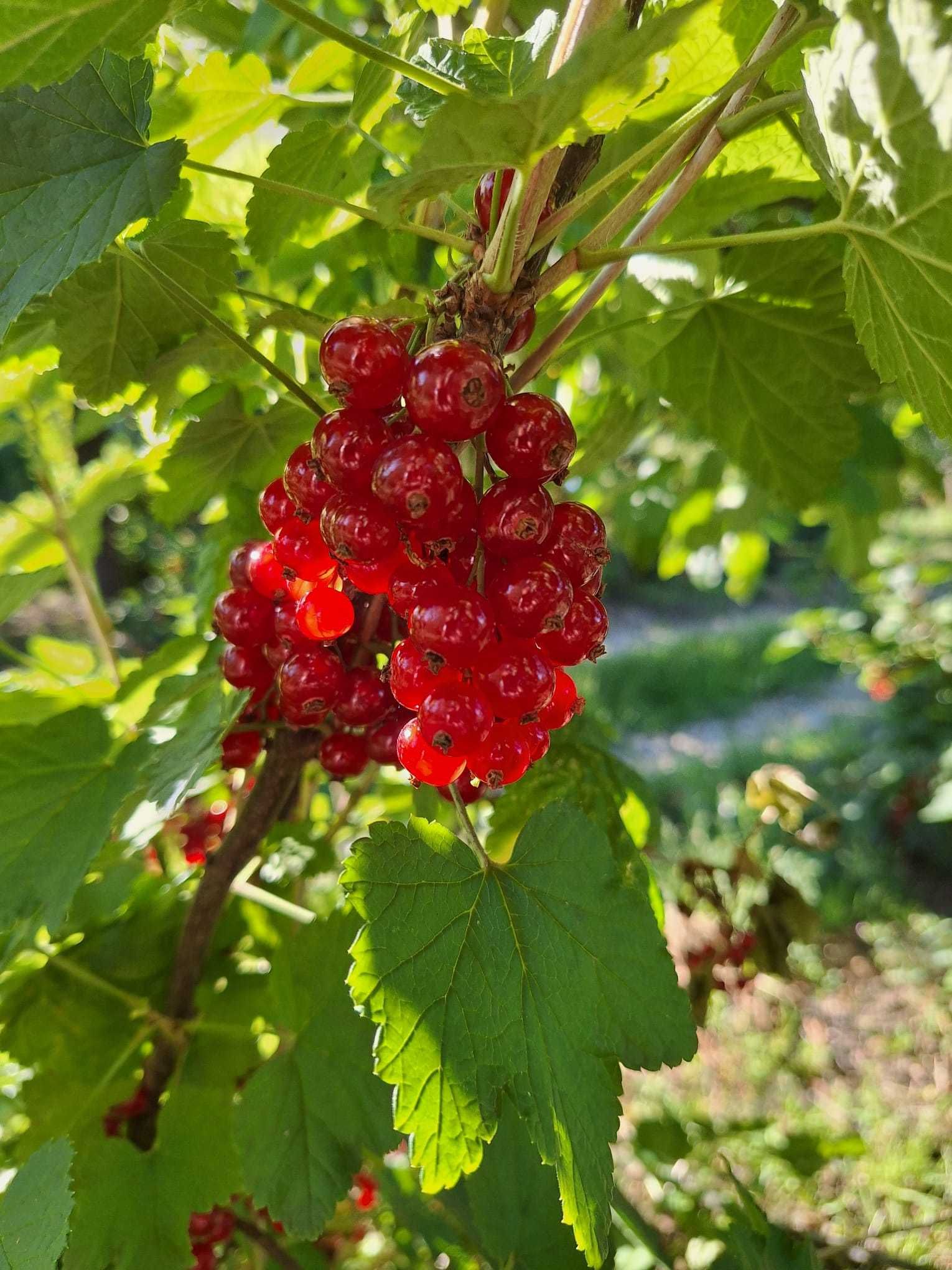 Sprzedam czerwoną porzeczkę - 5 zł/kg