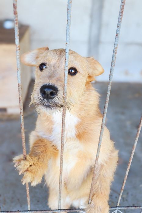 Lola szorstkowłosyla 4 letnia