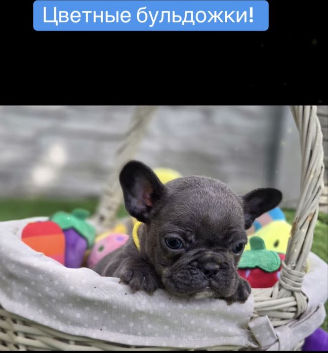 Люкс щенки французского бульдога