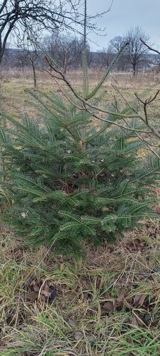 Продам живу ялинку від 1,5 метри