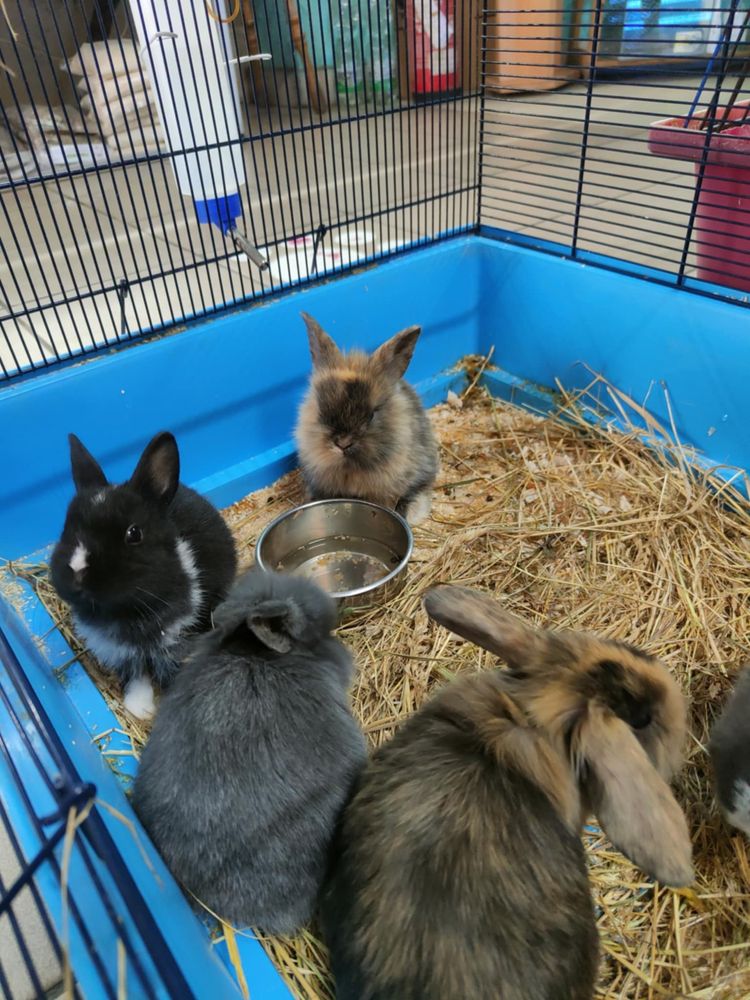 Króliki miniaturki