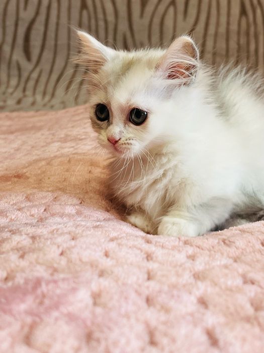 Munchkin kotka ,krótkie łapki ! UNIKAT .WCF Lilly Tiny*PL