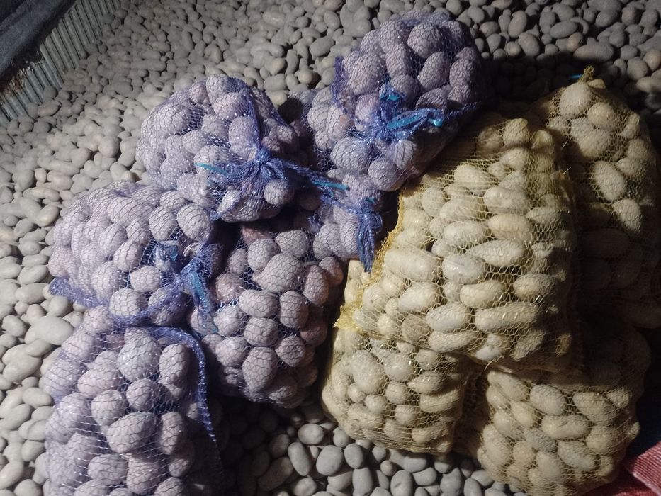 Ziemniaki jadalne i sadzeniaki