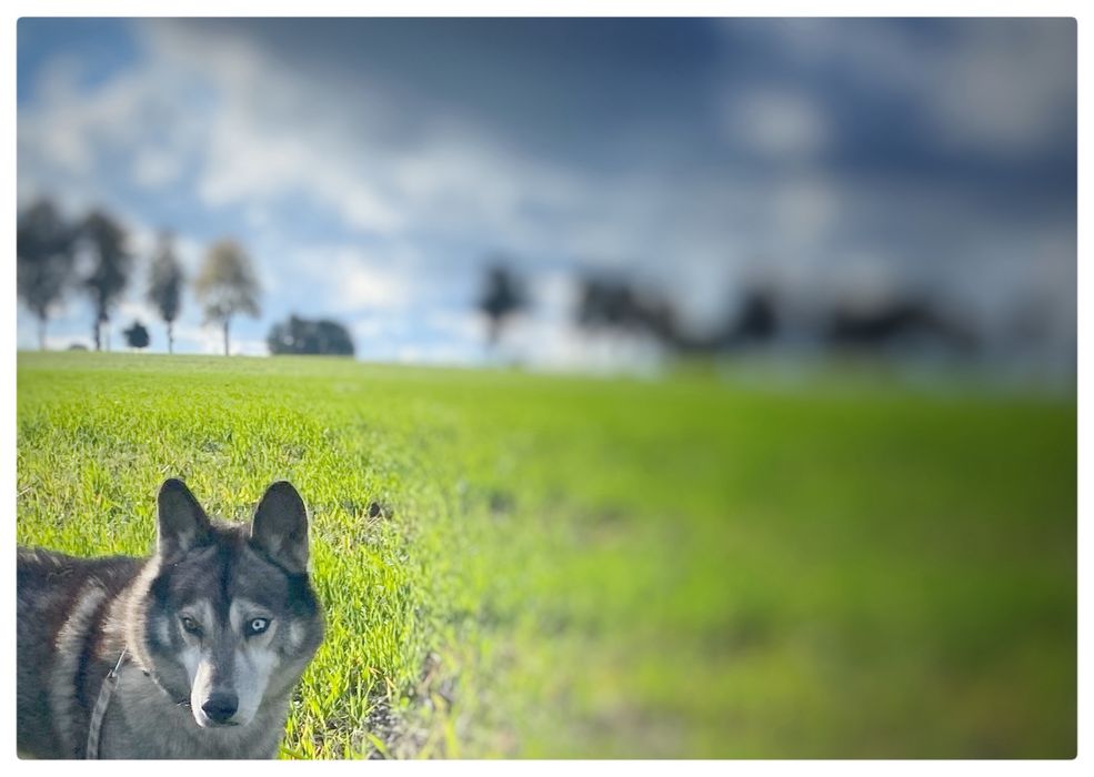 Haski - Lumen - pies do adopcji