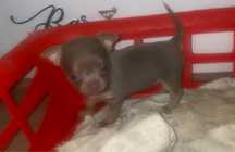 Lindissima Menina chihuahua  pêlo lcurto,