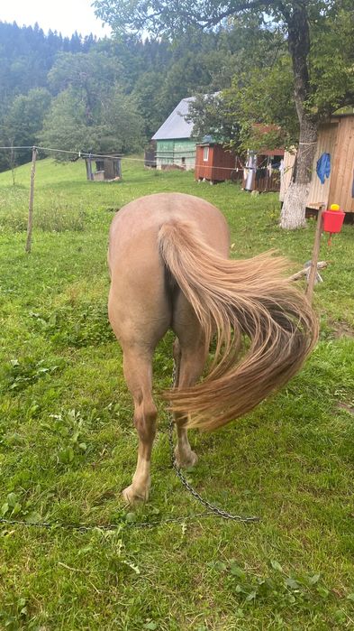 Продам кобилу 4 роки