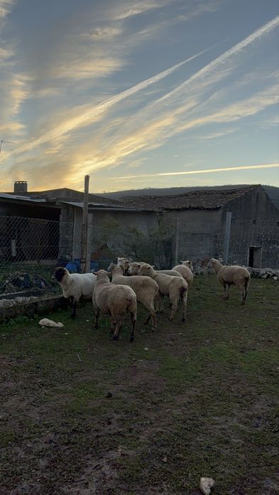 Vende-se 8 ovelhas