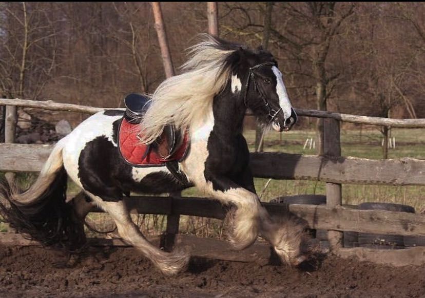 Walach irish cob