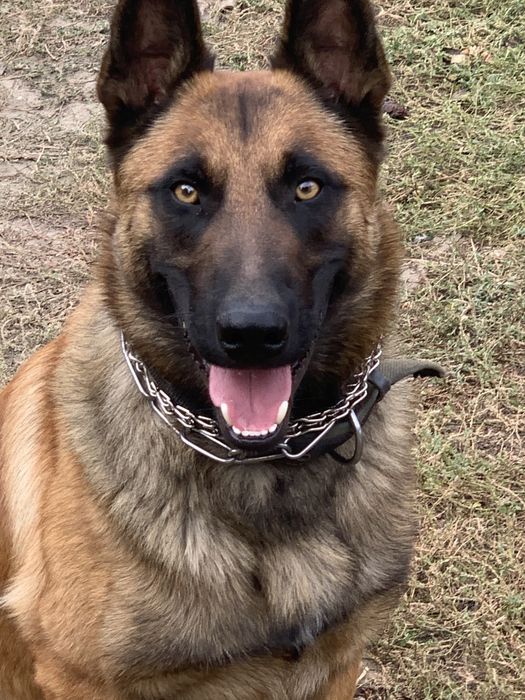 Бельгійська  вівчарка малінуа, вязка