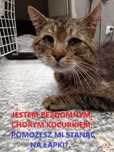 Uratowany kocurek pilnie szuka domu