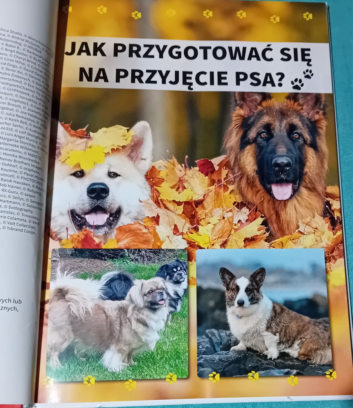 Książka Psy nasi ulubieńcy