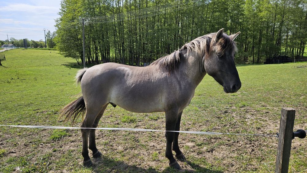 2 konie na sprzedaż HUCUŁEK I KONIK POLSKI