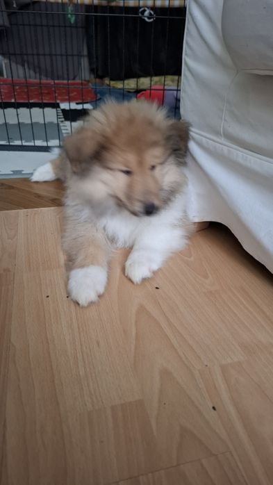 Owczarek Szkocki Długowłosy Collie rough FCI  gotowy do odbioru