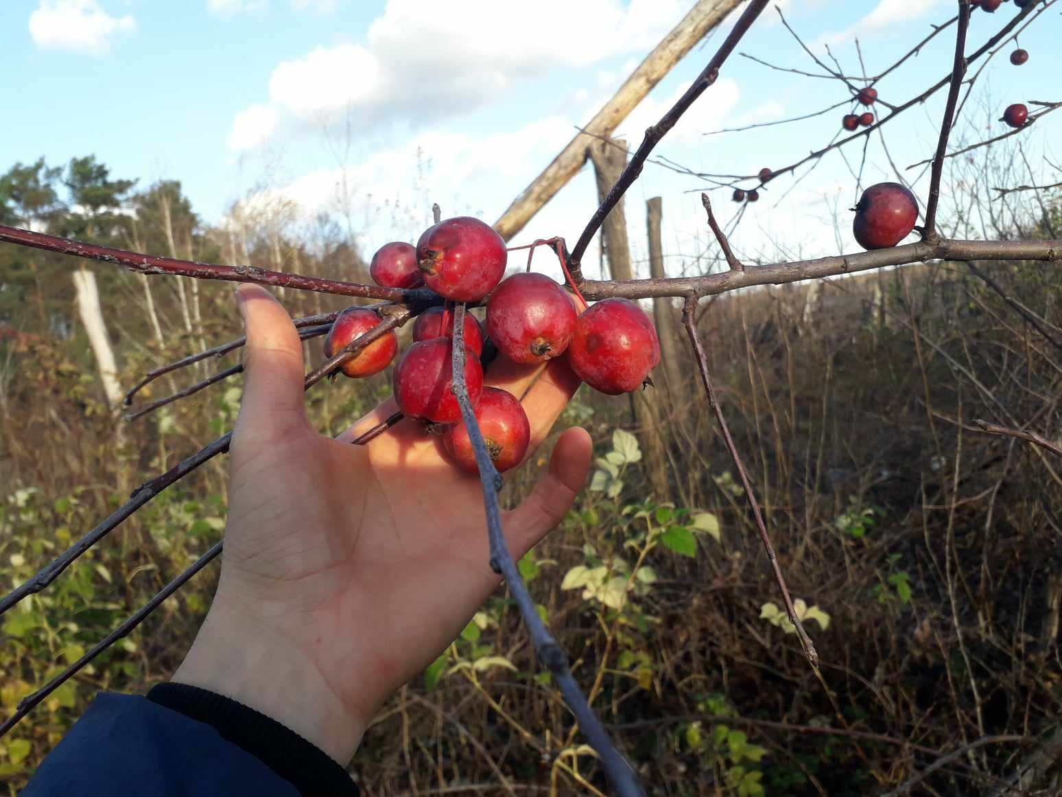 Саджанці плодових і декоративних