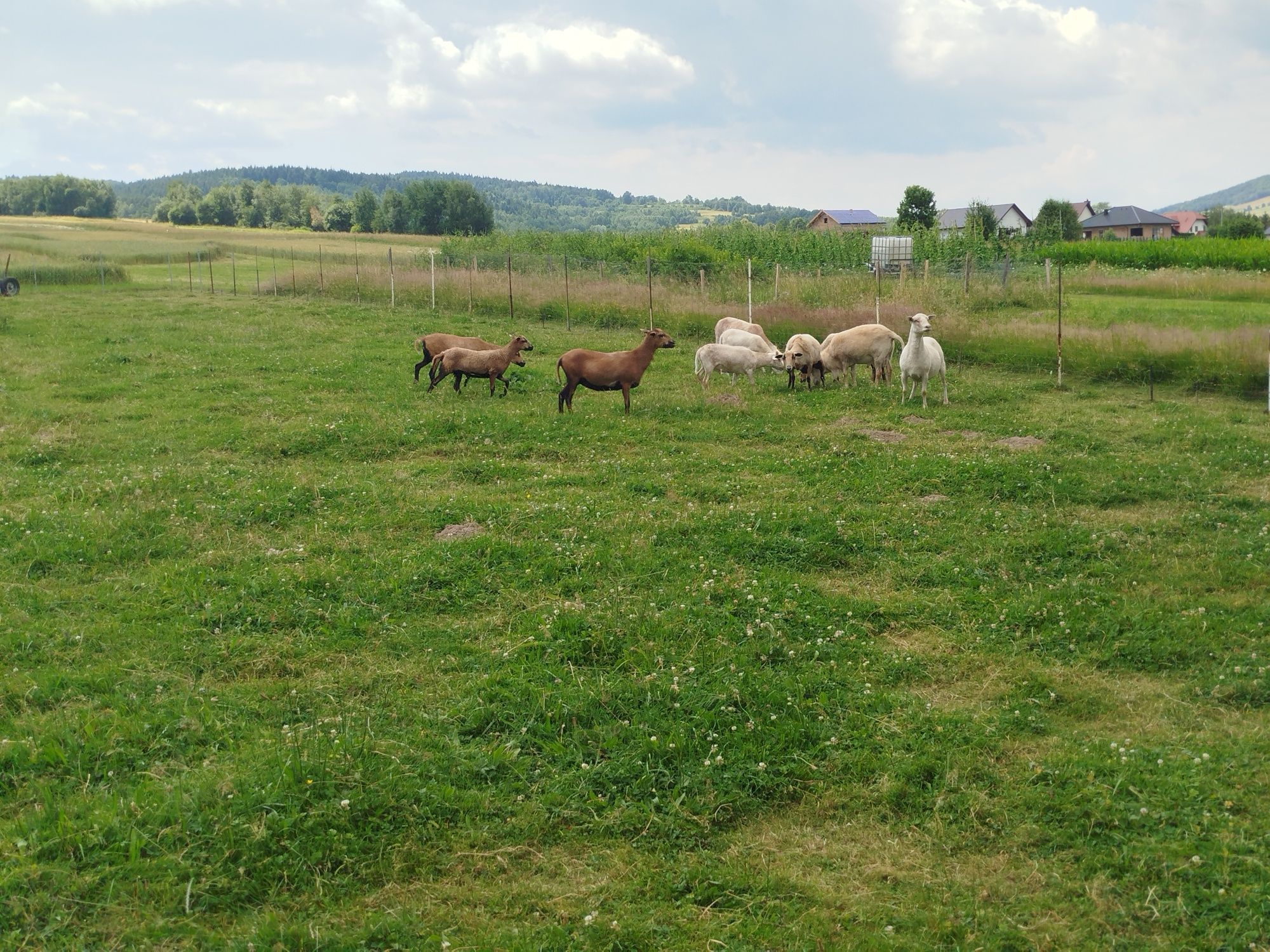 Owce kameruńskie