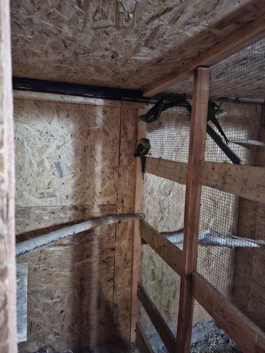 Papugi faliste  kolorowe