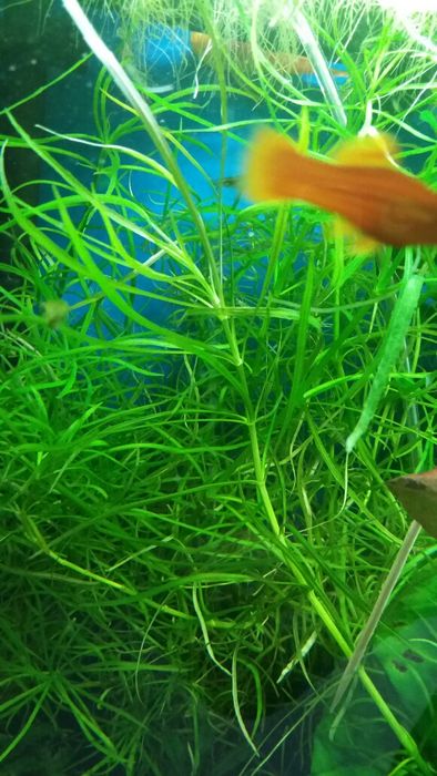 Rośliny pogostemon anubias bucephalandra