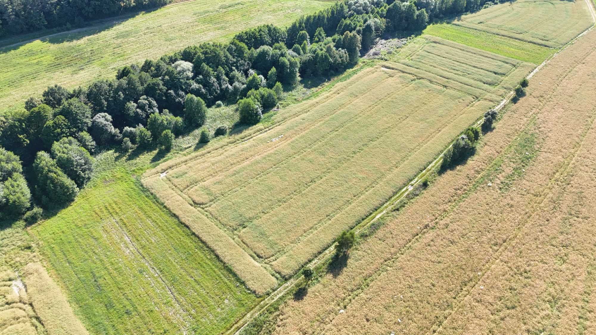 Działka zagrodowa z prawem do zabudowy